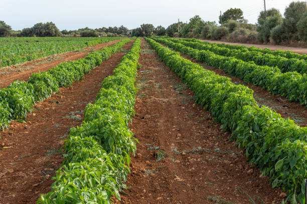 close-up de uma plantação de pimentão, capsicum annuum - pepper bell pepper growth ripe - fotografias e filmes do acervo