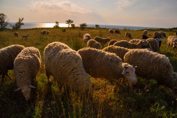 istock White sheep in the evening light. Sheep contemplate. 1410812752