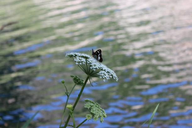 an orange spotted butterfly on a blur river background