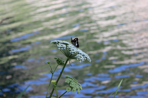 The butterfly photo was taken in the Matka Canyon. The Matka Lake within the Matka Canyon is the oldest artificial lake in the country.