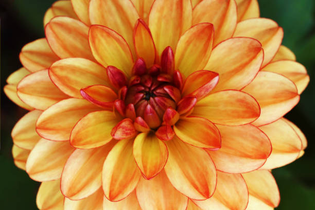 istock A single dahlia flower with bright red and orange petals. 1410813120