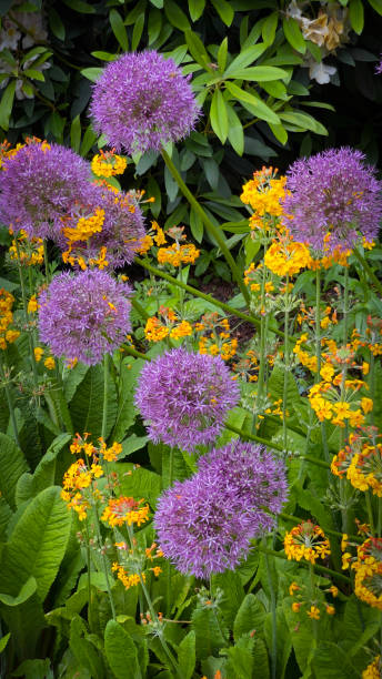 istock Primula and giant Allium 1410813484