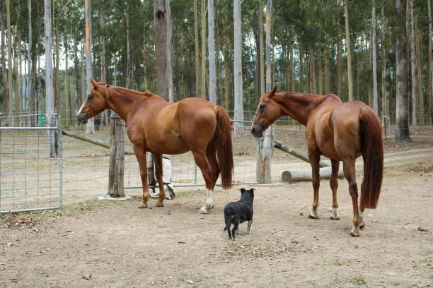 Shot of a farmer standing with a horse on a ranch