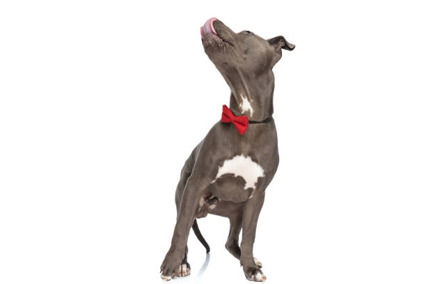 istock curious amstaff dog with red bowtie looking up and licking nose 1410816094