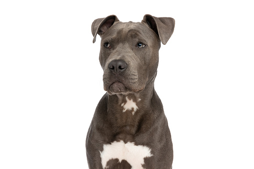 Portrait of pedigree pure breed dog