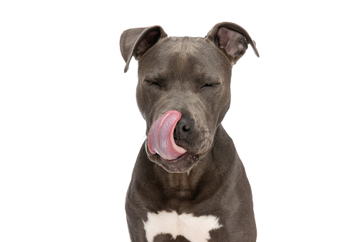 adorable amstaff puppy with tongue exposed licking nose in front of white background in studio