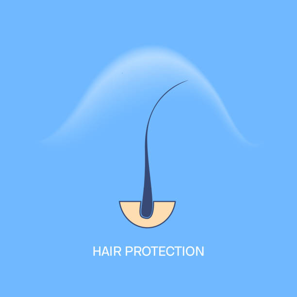 Weather damage prevention and hair protection concept Hair protection shield from environmental effects of sun UV rays, cold weather and wind. Hair damage prevention concept. Medical vector illustration. hair strands stock illustrations