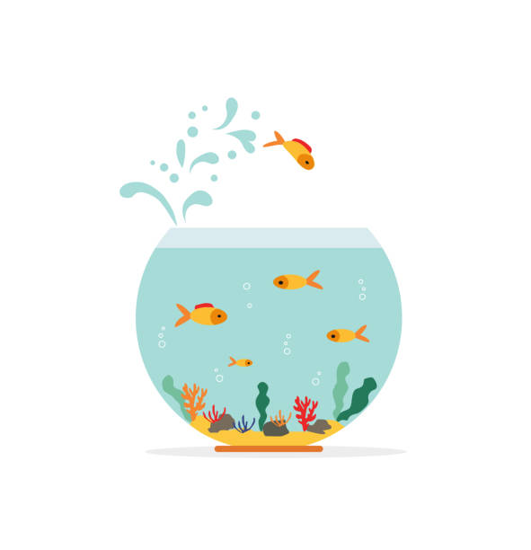 goldfische, die aus einem fischglas springen. aquarium mit schwimmenden gold exotischen fischen. unterwasser-aquarien-lebensraum mit meerespflanzen. flache vektorgezeichnete illustration, isolierte objekte. - fischglas stock-grafiken, -clipart, -cartoons und -symbole