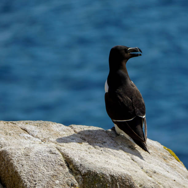 istock Razorbill near the Atlantic sea 1410817757
