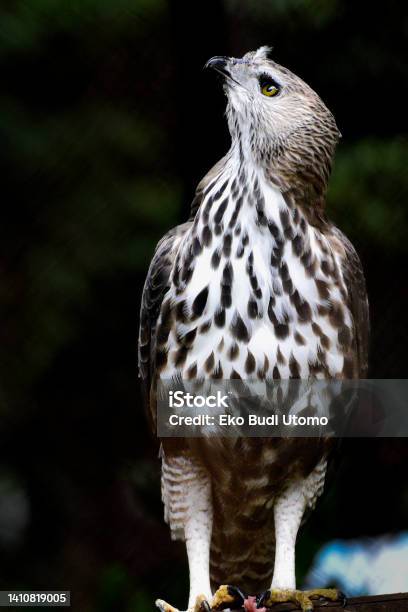 Close Up Of The Changeable Hawk Eagle Stock Photo - Download Image Now - Animal, Animal Body Part, Animal Eye