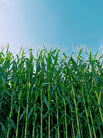 Scenic view of corn field under a clear blue sky