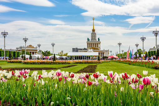 Tulips in Exhibition of economic achievements (VDNH), Moscow, Russia