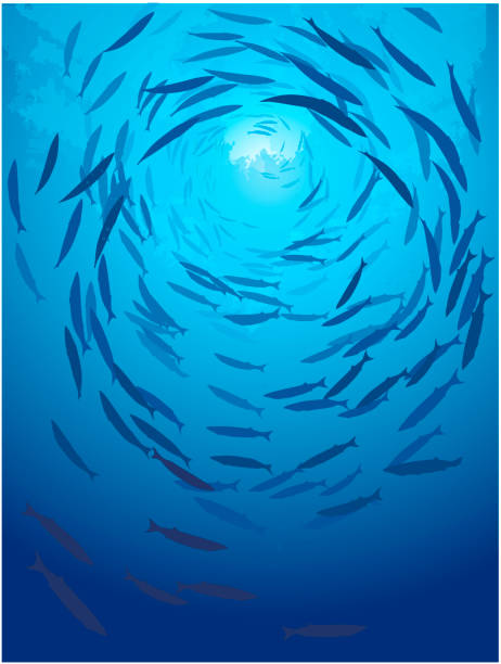 ilustrações, clipart, desenhos animados e ícones de escola de peixes nadando sob a água do mar. peixes barracuda escolares nadam debaixo d'água. grupo de peixes barracuda, vetor - fishing fishing industry sea fish