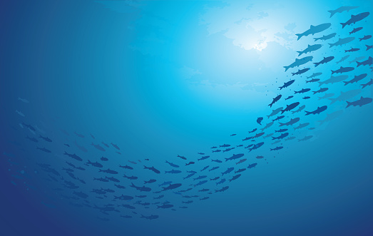 School of fish swimming under water of sea. School sardinella fish swims in underwater