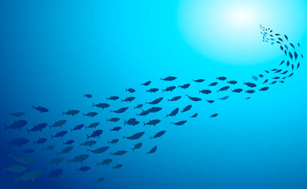 ilustrações de stock, clip art, desenhos animados e ícones de school of fish swimming under water of sea. school tuna fish swims in underwater - tuna