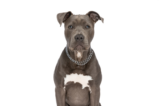 portrait of beautiful amstaff puppy with chain collar around neck sitting in front of white background in studio