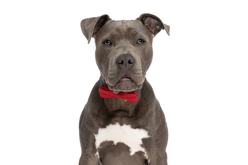 cute elegant american staffordshire terrier puppy with red bowtie sitting in front of white background in studio