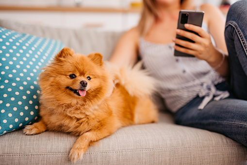 Close-up of a beautiful young woman with a cute dog checking social media using smart phone while sitting on the sofa in the living room,