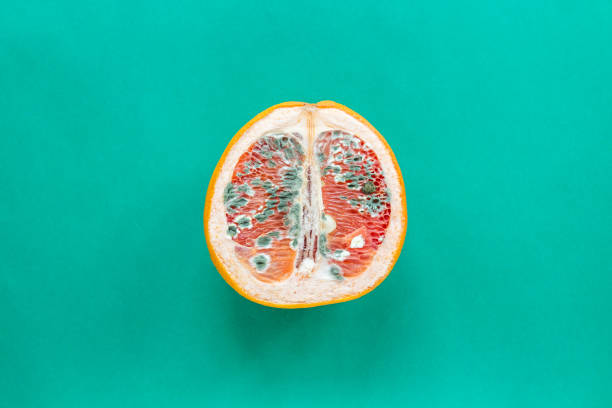 the concept of vaginal disease: venereal diseases, vaginal yeast infection, syphilis. orange with mold on green background - venereal imagens e fotografias de stock
