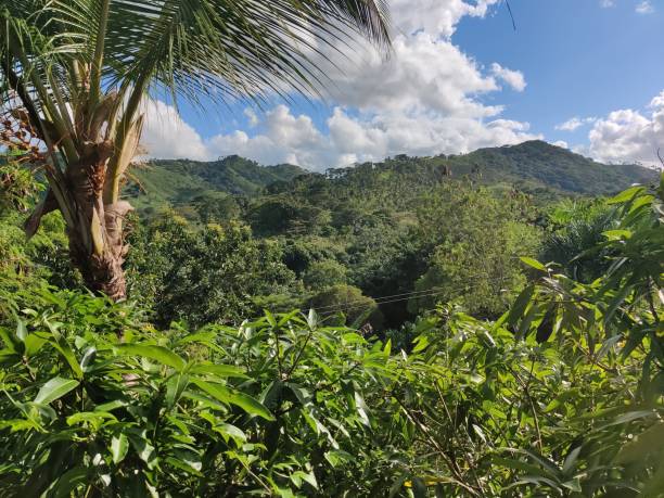 Zipline visible through Dominican Republic jungle trees