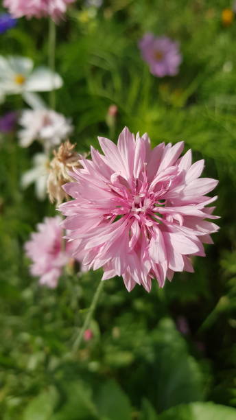 istock Close up of pink cornflower 1410824158