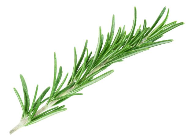 istock Rosemary twig isolated on white background 1410825098