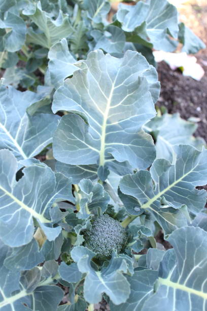istock Broccoli that has begun to grow 1410825222