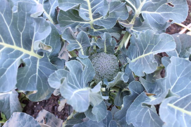 istock Broccoli that has begun to grow big 1410825237