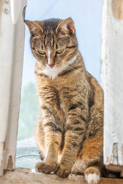 istock Cat portrait. Beautiful cat pictures 1410825345