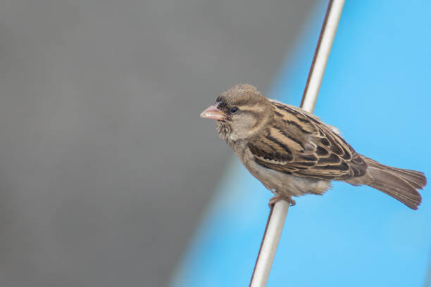 istock Common sparrow. Sparrow bird sits on a pipe 1410825379