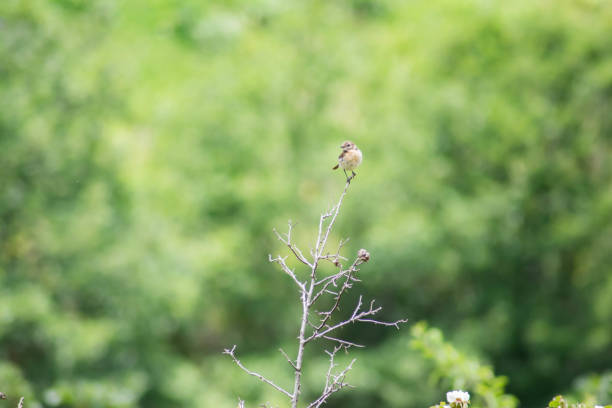 istock A small bird sits on a branch. Beautiful bird in the wild 1410825396