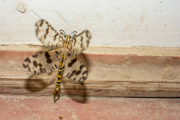 istock Butterfly with beautiful wings. Unique butterflies 1410825397