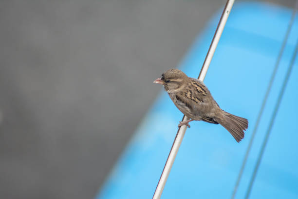 Common sparrow. Sparrow bird sits on a pipe