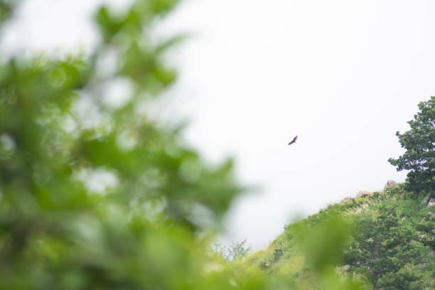 istock Eagle in the sky. Eagle in the wild. Eagle flies in the sky 1410825423