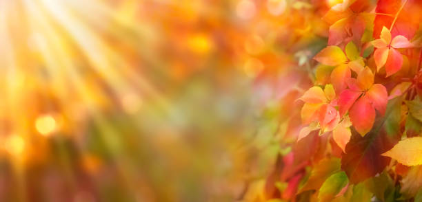sunshine on bright autumn colors of wild vine plant, beautiful floral autumn background with defocused lights and copy space sunshine on bright autumn colors of wild vine plant, beautiful floral autumn background with defocused lights and copy space Boston Ivy stock pictures, royalty-free photos & images