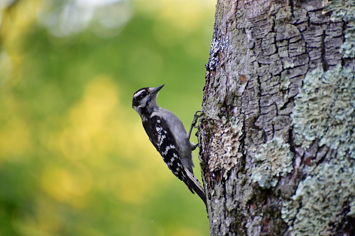 Downey Woodpecker on the side of a Maple tree