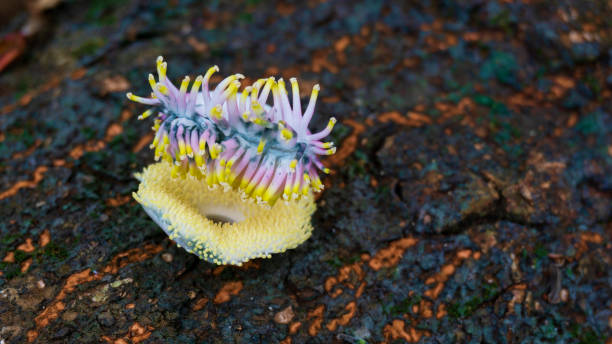 istock Cannonball tree or Nagamalli tree Flower Close up 1410827164