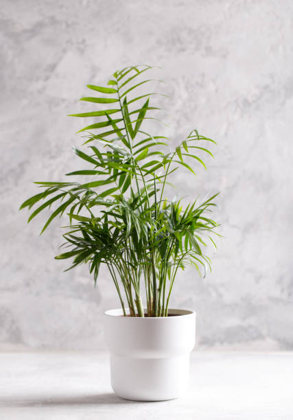 istock Small modern flower pot with Areca palm 1410827289