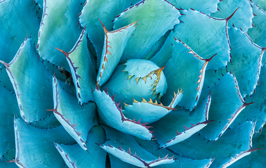 Close-up of agave plant.