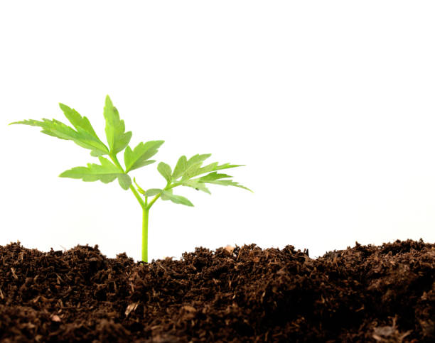 seedlings growing fertile soil.Young plants growing seed step nature. with clipping path stock photo