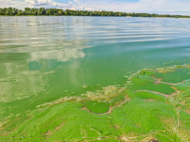 Blooming green algae in the pond. River bank with green water stock photo