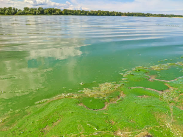 Blooming green algae in the pond. River bank with green water Blooming green algae in the pond. River bank with green water. Soft selective focus algal bloom stock pictures, royalty-free photos & images