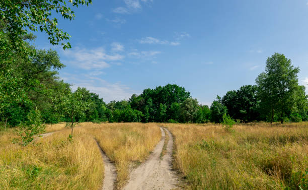 istock Narrow road through dry field to green forest 1410828581