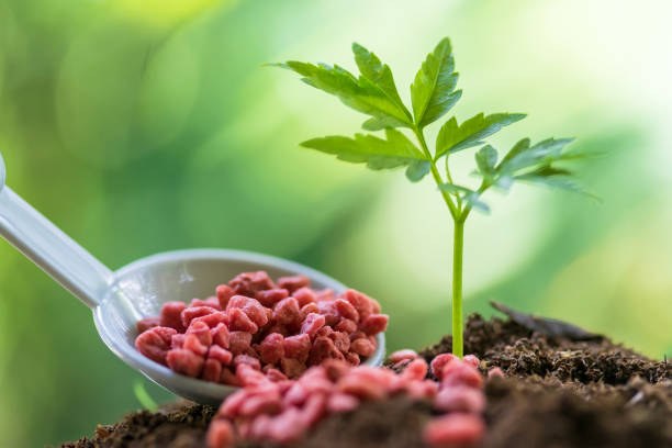 Giving fertilizer to a young tree.Small plant growing out soil chemical stock photo