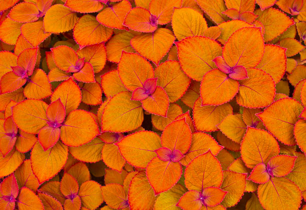 Coleus plants with vibrant colourful leaves stock photo