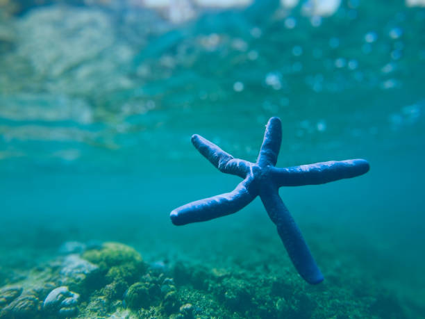 istock Beautiful Starfish are blue under the sea 1410828940