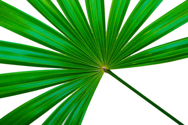 close-up of a leaf on a palm tree