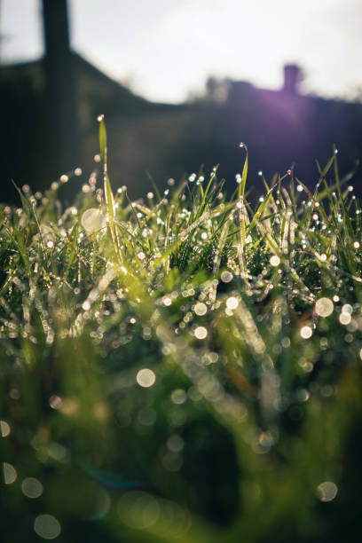 istock Raindrops on the grass in the sunny morning 1410830288