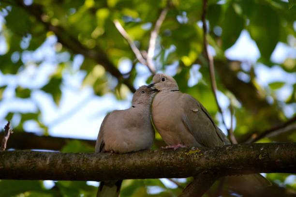 istock two gray pigeons in love 1410830452