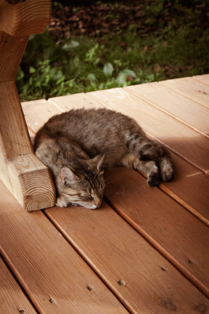 istock Cute brown cat sleeping on wooden floor outside. 1410830920